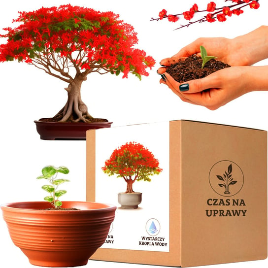Zestaw do uprawy Płomień Afryki drzewko Bonsai duża doniczka Inna marka