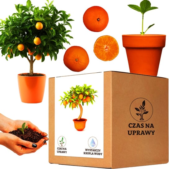 Zestaw do uprawy Pomarańcza drzewko pomarańczowe Inna marka