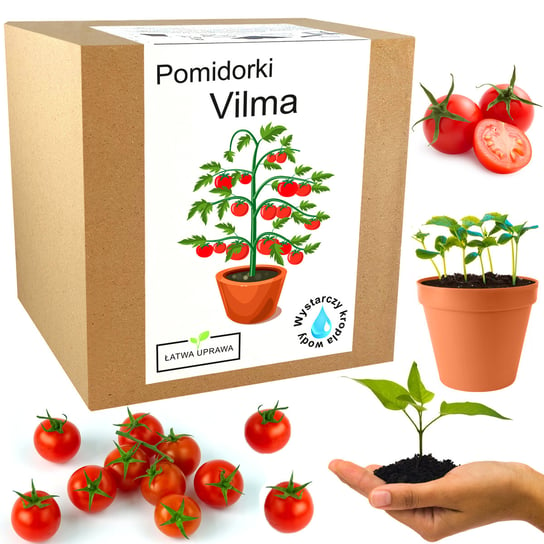 Zestaw Do Uprawy Pomidor Vilma Pomidory Koktajlowe Inna marka