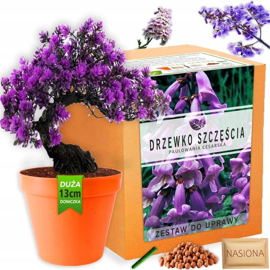 Zestaw do uprawy roślin Drzewko Szczęścia Bonsai nasiona Paulownia Cesarska Palm-Tree