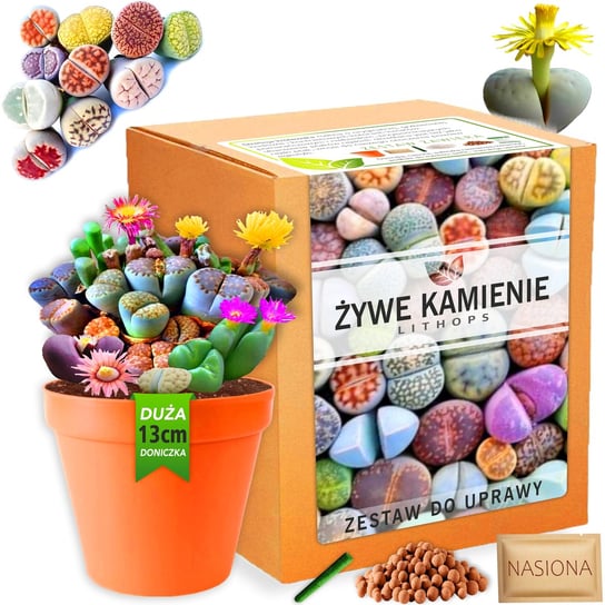 Zestaw do uprawy roślin Żywe Kamienie LITHOPS nasiona sukulenty Kolory Palm-Tree