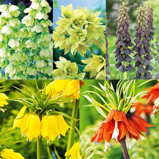 Zestaw Fritillaria Korona Cesarska Cebulki BENEX