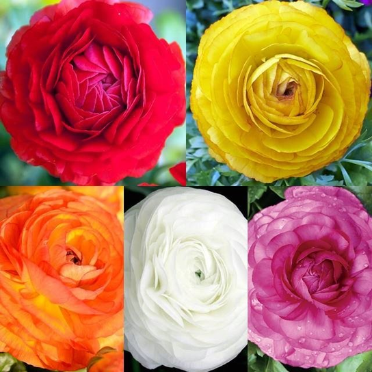 Jaskier Ranunculus Zestaw Ranunculus jaskier azjatycki cebulki 25 szt. - Królik | Sklep ...