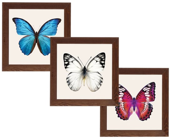 Zestaw trzech obrazów w ciemnej ramie o wymiarach 20x20 cm - seria Butterfly POSTERGALERIA