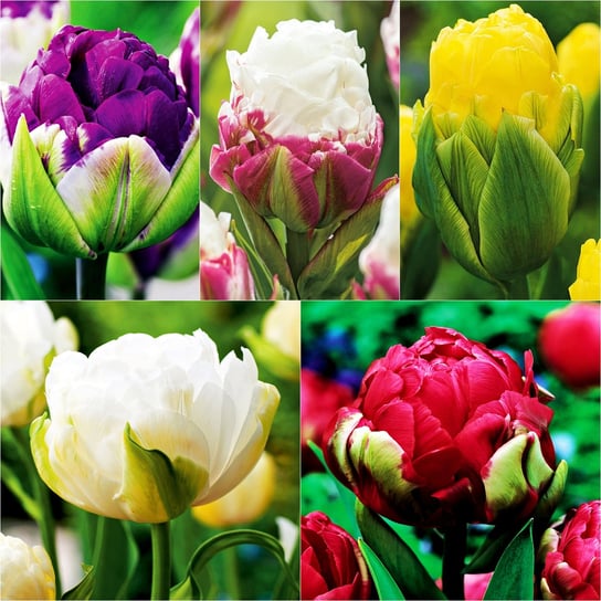 Zestaw Tulipan Lodowy cebulki tulipanów BENEX