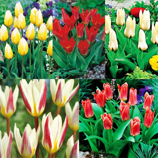 Zestaw Tulipan Niski 5 odmian 25 szt cebulki BENEX