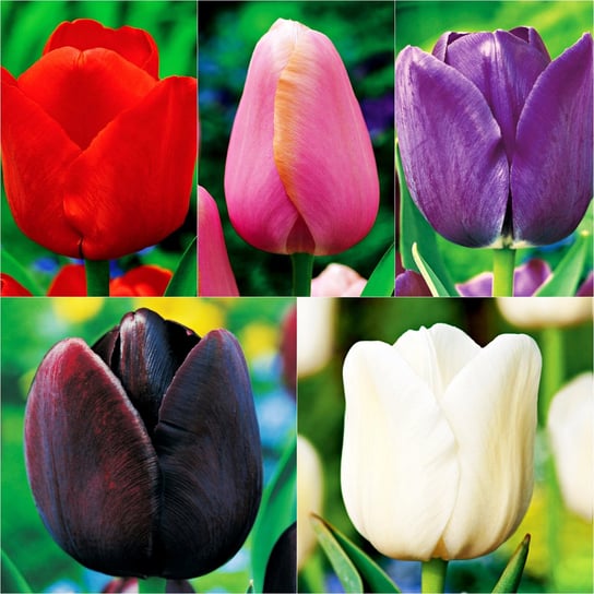 Zestaw Tulipan Pojedynczy Późny 5 odmian 25 szt BENEX
