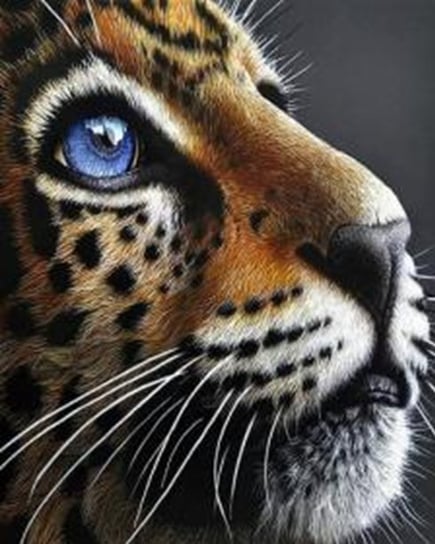 Zestawy DIY malowanie po numerach 31431 Tygrys Norimpex