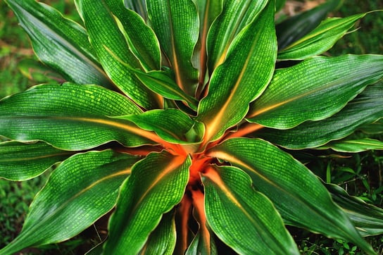 Zielistka Chlorophytum Green Orange  P12 DIXIE STORE