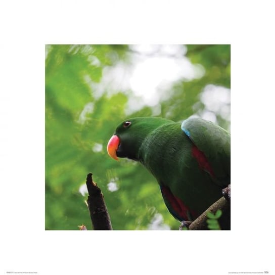 Zielona Papuga - Reprodukcja Nice Wall
