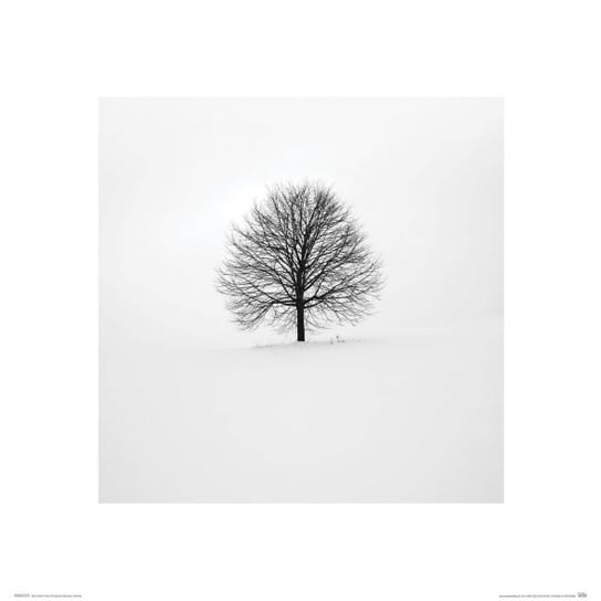 Zimowe Drzewo - Reprodukcja Nice Wall