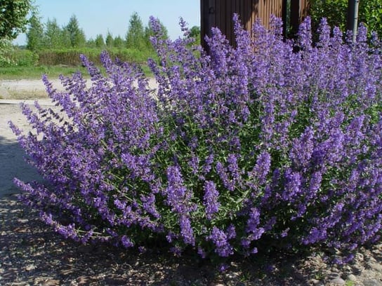 ZIOŁO PRZYPRAWA KOCIMIĘTKA NEPETA CATARIA 500 NAS DobreNasiona.pl