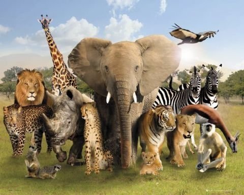 Zwierzęta Afryki - plakat 50x40 cm GBeye