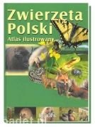 Zwierzęta Polski. Atlas ilustrowany Kokurewicz Dorota