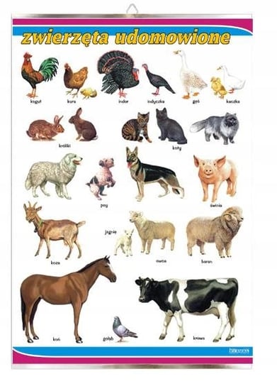 Zwierzęta udomowione dla dziecka plansza plakat VISUAL System