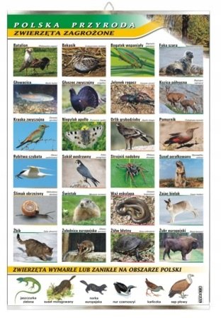 Zwierzęta zagrożone tablica przyroda plansza VISUAL System