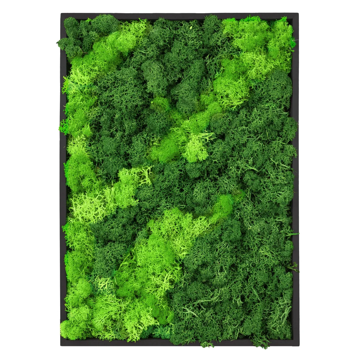 ECD Germany Obraz z mchu islandzkiego 38x27 cm, dekoracyjny scienny 3D, ozdoba scienna z zakonserwowanego mchu kulistego, czarna rama z drewna sosno..
