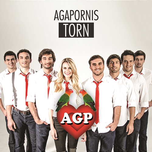 Torn Agapornis