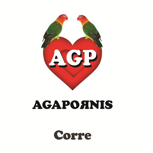 Corre Agapornis