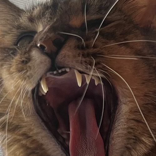 Bad Exchanges Showing Teeth