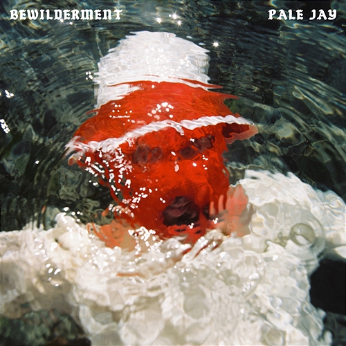 Bewilderment Pale Jay