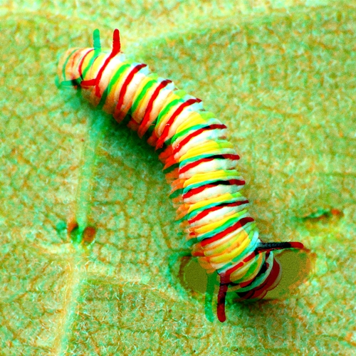 Cocoon Citizens