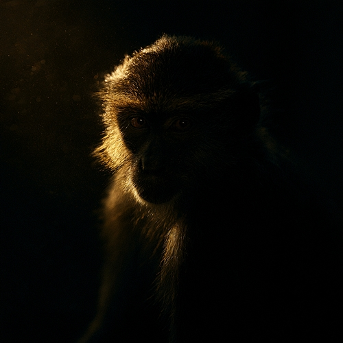 Dance Monkey Van Holtz, Zac Kael