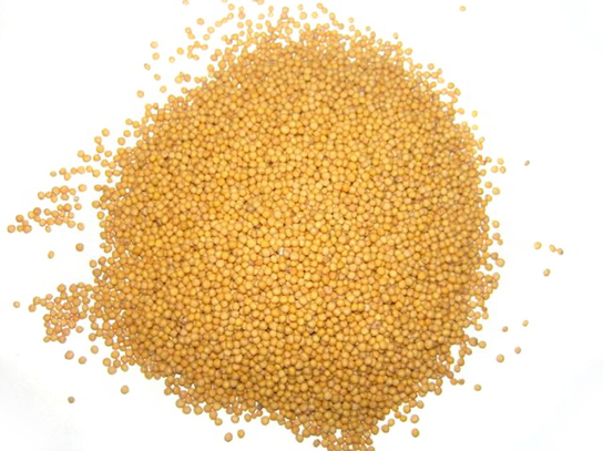 gorczyca Biała 1 Kg Rafex