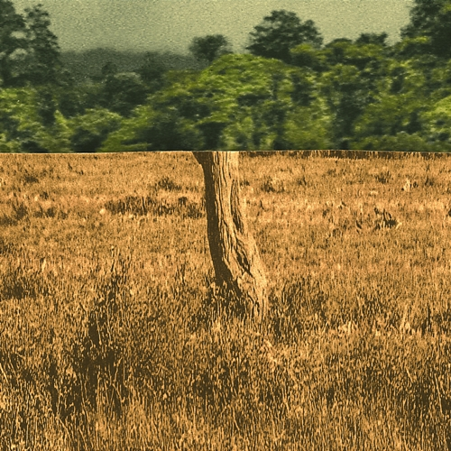 Green Fields Edel