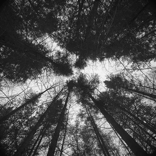 Overture Willow DjLxcky