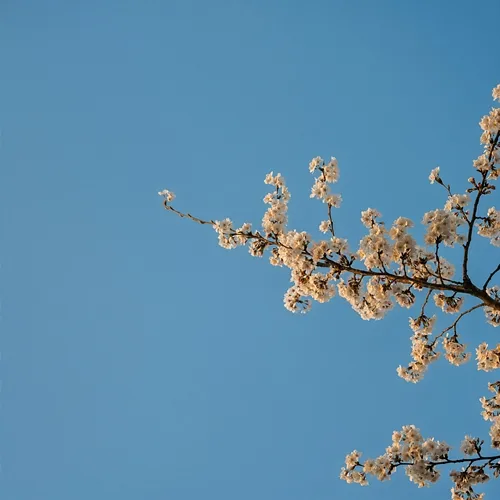 Sparse Jasmine MOCHICRE