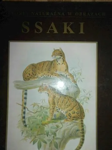 Ssaki Dance Peter S.