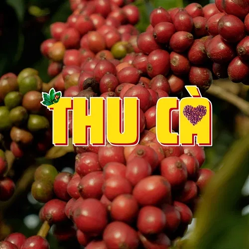 THU CÀ HY PLEIKU, Hoàng KayLee & Dand feat. Nghiatrongveo