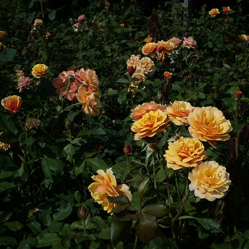 Undertow Flame Vesperium