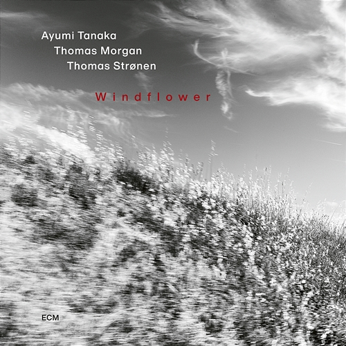 Windflower Ayumi Tanaka, Thomas Morgan, Thomas Strønen