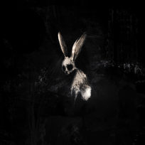 "FOLLOW THE WHITE RABBIT " Ghostkid
