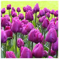 TULIPAN FIOLETOWY PURPLE FLAG cebulki 10 szt.