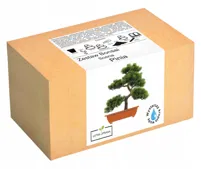 Zestaw do uprawy drzewka Bonsai Sosna Pinia nasion