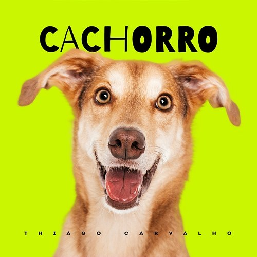 Cachorro Thiago Carvalho