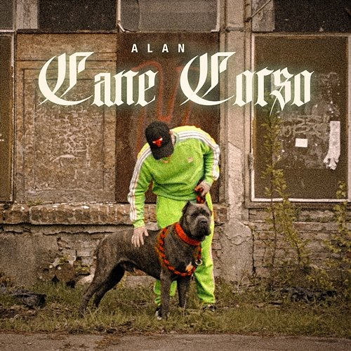CANE CORSO Alan