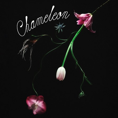 Chameleon MiQ, Catchellers