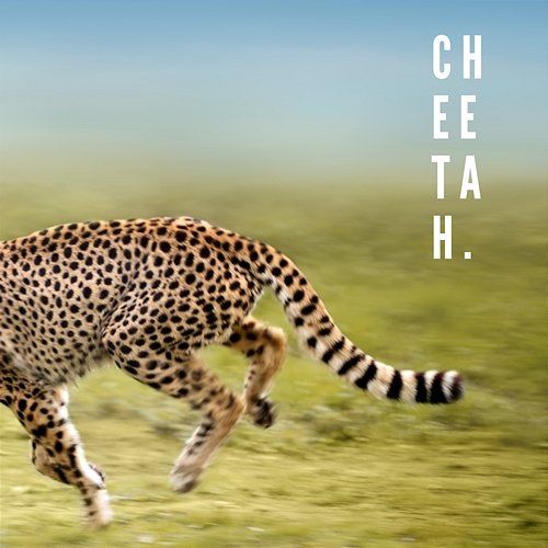 Cheetah. St. Elmo, Ivo