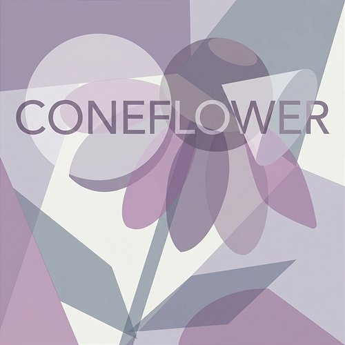 Coneflower Fia Neri