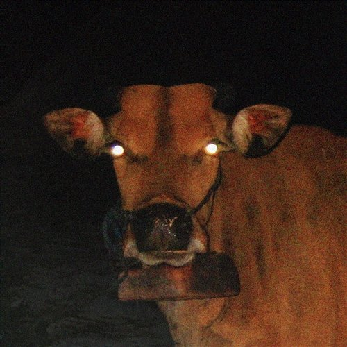 cotazur DISSY