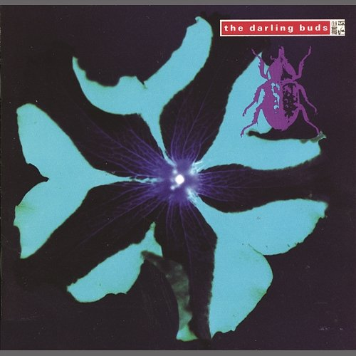 Crawdaddy The Darling Buds