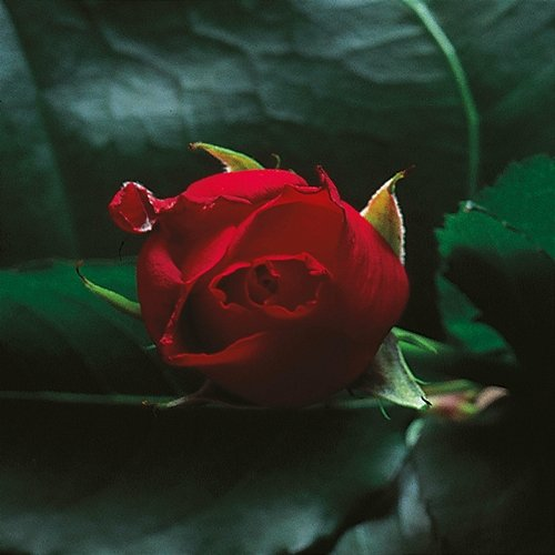 Crest Nusrat Fateh Ali Khan, Michael Brook