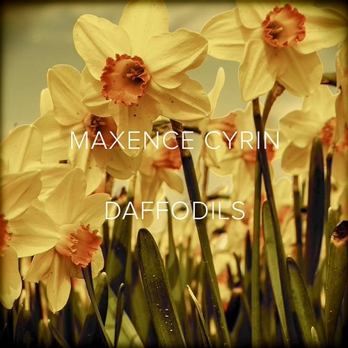 Daffodils Maxence Cyrin