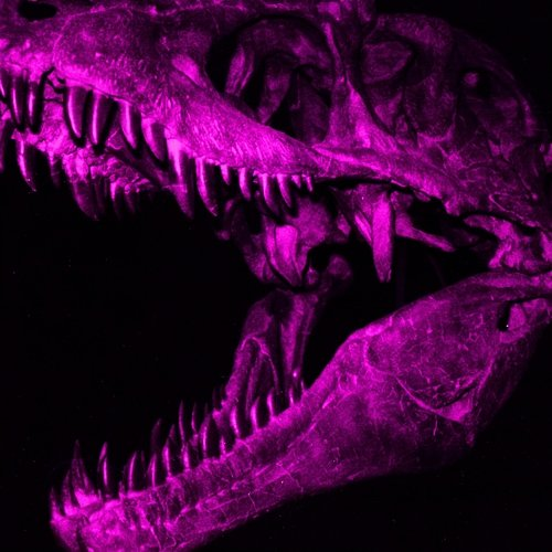 Dinozaur BORNS, Wektor, Nawrat