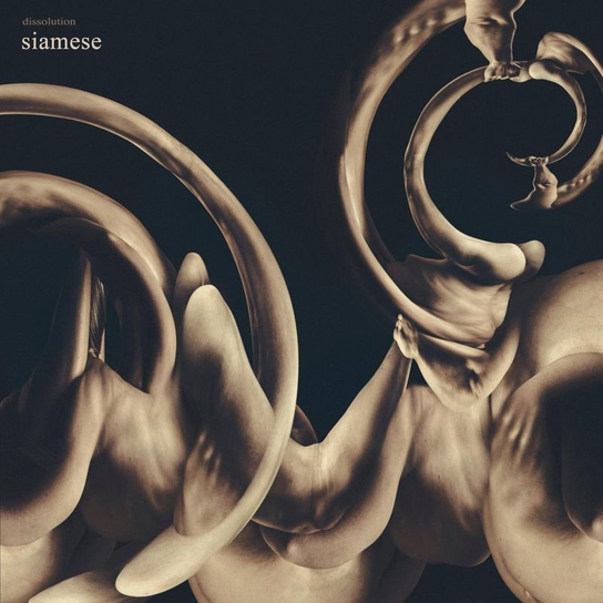 Dissolution Siamese