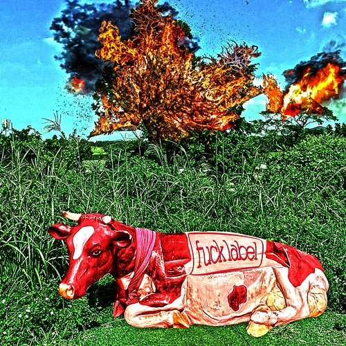 Do U Burn Stone? STONE COLD COW